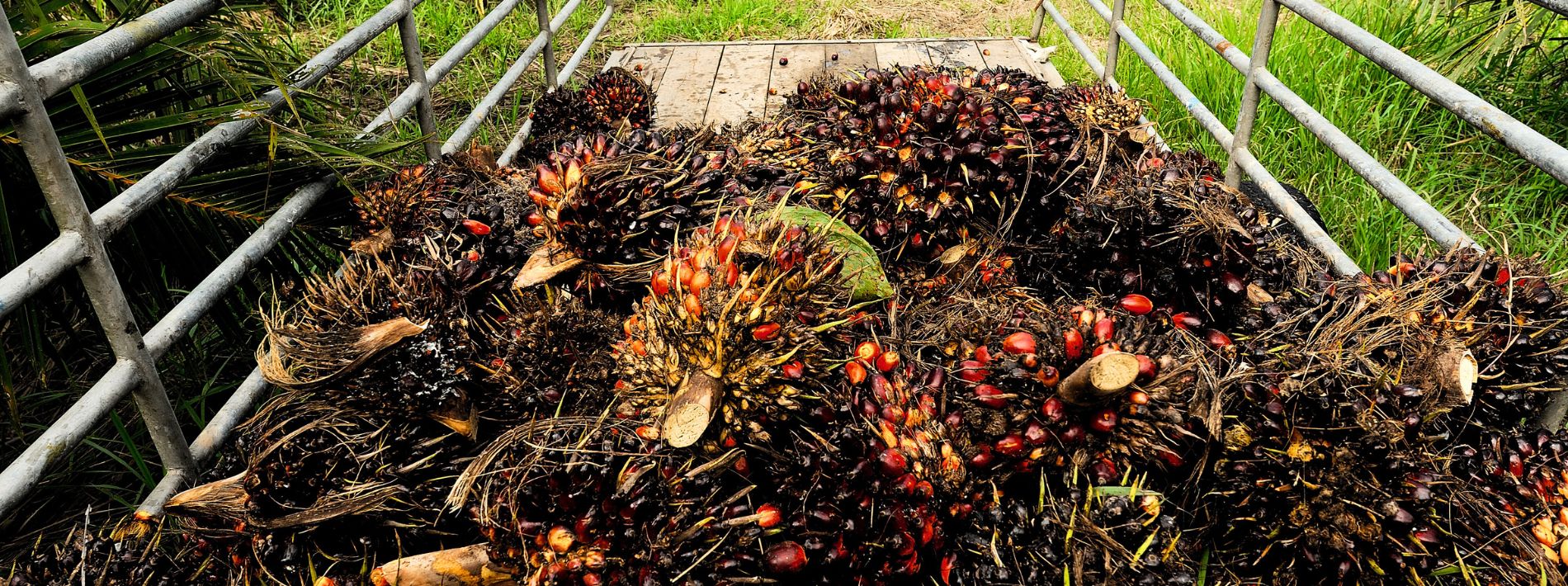 palm nut